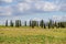 Dutch meadow with growing cypress trees against blue sky covered with clouds