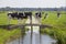 Dutch milk cows on a bridge in meadow