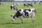 Dutch milk cows grazing in meadow