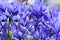 Dutch miniature blue iris (Iris reticulata)