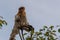 Dutch Monkey sits on top of the tree Kumai, Indonesia