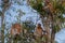 Dutch Monkey sitting on a branch of a tall tree and looks forward (Kumai, Indonesia)