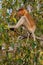 Dutch Monkey sitting on a branch of a tree Kumai, Indonesia