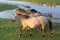 Dutch National Park Oostvaardersplassen with konik horses passing a pool