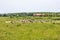 Dutch nature reserve Borgharen Maasvallei with herd of Polish Konik horses