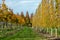 Dutch nursery of exclusive shaped espaliered decorative trees, plantation of trees formed with horizontal espalier in rows