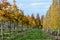 Dutch nursery of exclusive shaped espaliered decorative trees, plantation of trees formed with horizontal espalier in rows