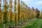 Dutch nursery of exclusive shaped espaliered decorative trees, plantation of trees formed with horizontal espalier in rows