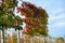 Dutch nursery of exclusive shaped espaliered decorative trees, plantation of trees formed with horizontal espalier in rows