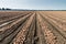 A Dutch onion field in the south west.