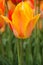 Dutch Orange Tulip