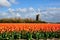 Dutch orange tulip field scene in Julianadorp