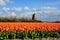 Dutch orange tulip field scene in Julianadorp