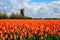 Dutch orange tulip field scene in Julianadorp