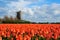 Dutch orange tulip field scene in Julianadorp