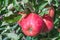 Dutch orchard with maturing apples