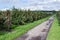 Dutch orchard with maturing apples