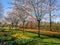 Dutch park with blossoming trees and tulips