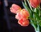 Dutch pink tulips profile