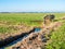 Dutch polder landscape with ditch, gate to meadows and farmland in polder Eempolder near Eemnes, Netherlands