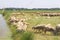 Dutch polder landscape,flock of sheep at riverside, Soest, Netherlands