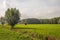 Dutch polder landscape with grassland and trees