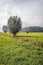 Dutch polder landscape with grassland and trees