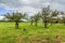 Dutch polder landscape with orchard and pastures