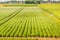 Dutch polder landscape with potato fields