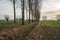 Dutch polder landscape with tall poplar trees and pollard willows along a country road