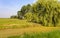 Dutch polder landscape with a weeping willow in the foreground