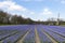 Dutch purple hyacinthe bullb farm