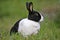 Dutch Rabbit feeding grass