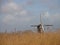 Dutch reed landscape 2