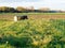 Dutch rural farmland in Eempolder, Netherlands