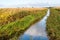 Dutch rural landscape in autumn