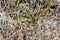 Dutch sand lizard in thick vegetation