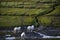 Dutch sheep on pasture