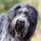 Dutch Sheepdog (Schapendoes) dog