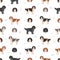 Dutch sheepdog Schapendoes seamless pattern. Different poses, coat colors set