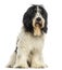 Dutch Sheepdog sitting, isolated