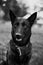 Dutch shepherd