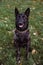 Dutch shepherd