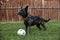 Dutch shepherd