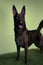 Dutch Shepherd Animal. AI Generated.