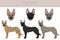 Dutch shepherd clipart. Different poses, coat colors set