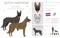 Dutch shepherd clipart. Different poses, coat colors set