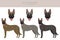 Dutch shepherd clipart. Different poses, coat colors set