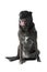 Dutch Shepherd Dog