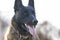 Dutch Shepherd Dog face portrait